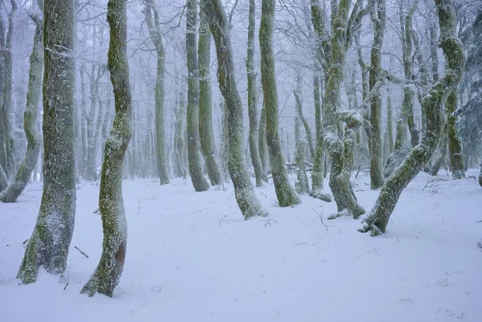 Framed Print : A wintery forest with snow-covered trees