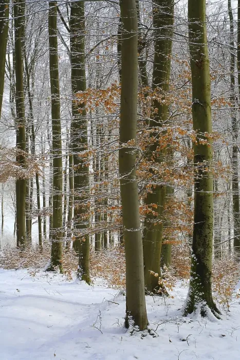 Framed Print : Wintry beech forest (Fagus sylvatica)