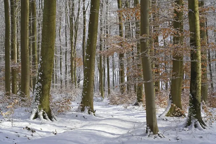 Framed Print : Wintry beech forest (Fagus sylvatica)