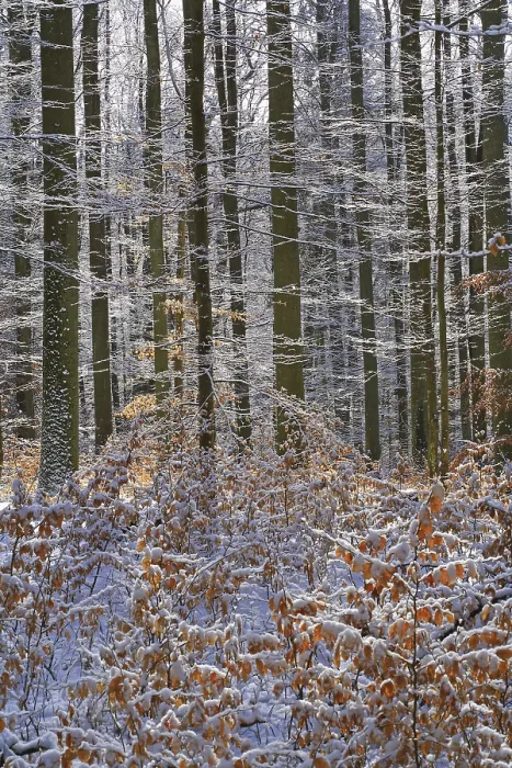 Framed Print : Wintry beech forest (Fagus sylvatica) Framed Print : Wintry beech forest (Fagus sylvatica)