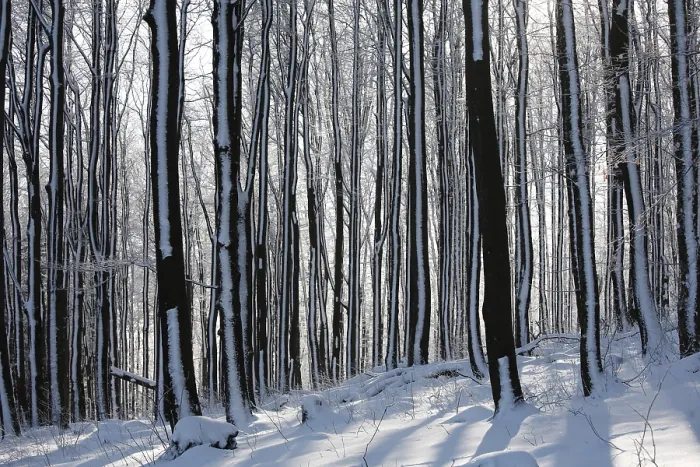 Framed Print : Wintry deciduous forest, Mt. Kreuzberg near Bischofsheim