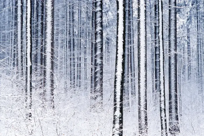 Framed Print : Wintry forest, Bayerischer Wald