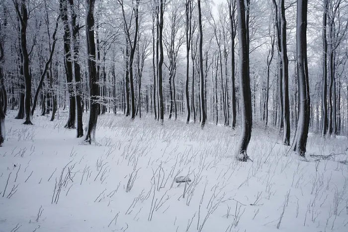 Framed Print : Wintry forest on Mt. Kreuzberg