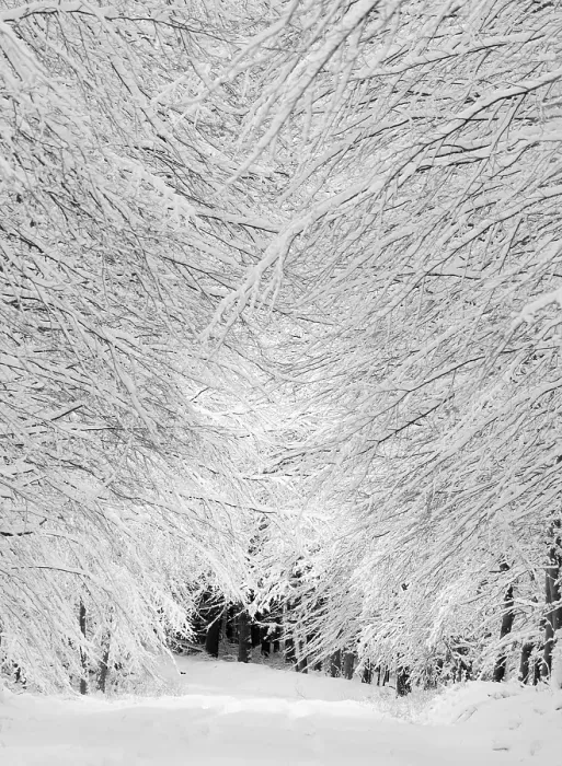Framed Print : Wintry snow-covered beech forest along a snow-covered track