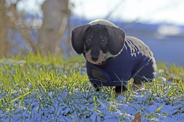 Framed Print : Wire-haired dachshund in winter coat Framed Print : Wire-haired dachshund in winter coat