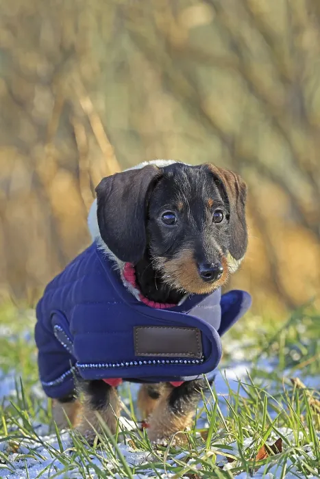 Framed Print : Wire-haired dachshund in winter coat