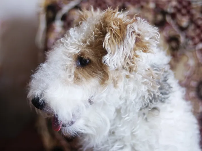 Framed Print : Wire-haired fox terrier portrait on blurry background Framed Print : Wire-haired fox terrier portrait on blurry background