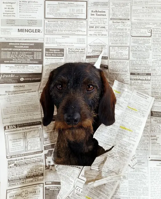 Framed Print : Wirehaired Dachshund looking through page of magazine Framed Print : Wirehaired Dachshund looking through page of magazine