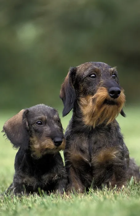 Framed Print : Wirehaired Dachshund, mother and puppy sitting on grass