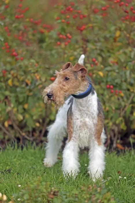 Framed Print : Wirehaired Fox Terrier