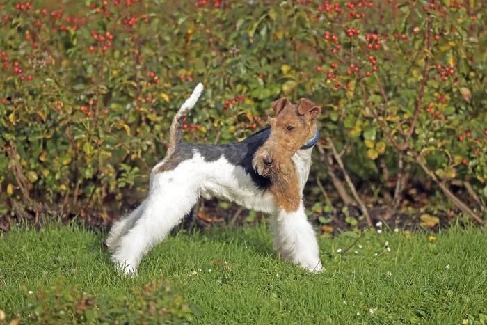 Framed Print : Wirehaired Fox Terrier