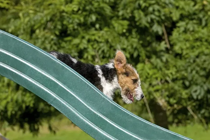 Framed Print : Wirehaired fox terrier puppy playing on slide Framed Print : Wirehaired fox terrier puppy playing on slide