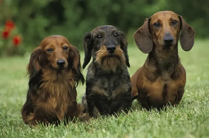Framed Print : Wirehaired and Roughhaired Dachshunds and Longhaired Dachshunds Standing on Grass