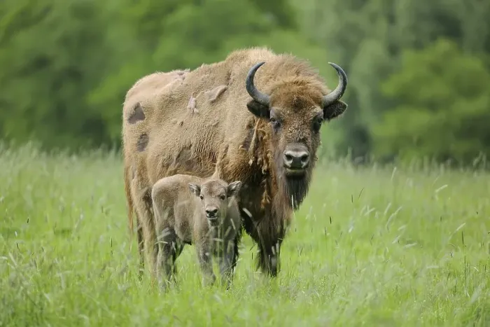 Framed Print : Wisent or European Bison (Bison bonasus)