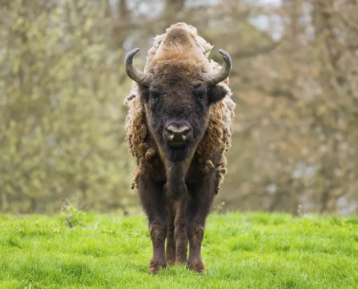 Framed Print : Wisent, European bison (Bison bonasus) in molt in a meadow