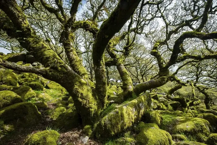 Framed Print : Wistman's Wood, Dartmoor National Park