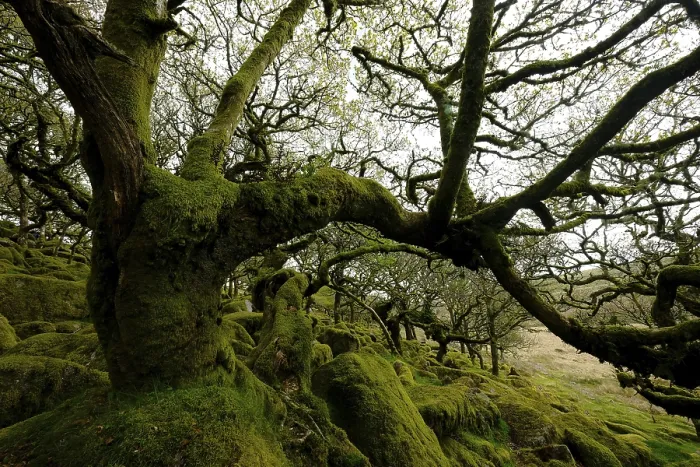 Framed Print : Wistman's Wood, Dartmoor National Park