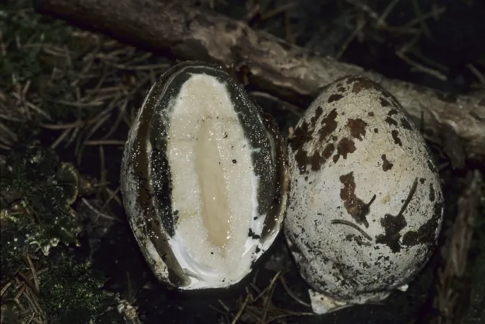 Framed Print : Witch's egg (Phallus impudicus) Witch's egg (Phallus impudicus)