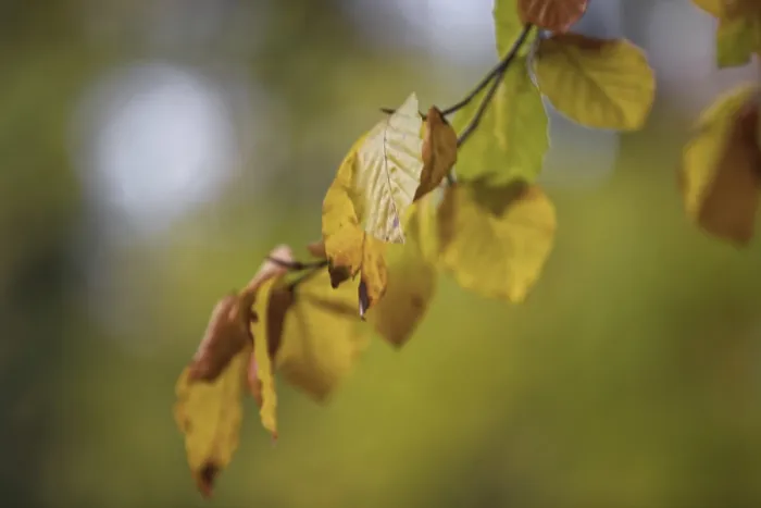 Framed Print : Withered leaves hanging on a branch in front of a blurred Framed Print : Withered leaves hanging on a branch in front of a blurred