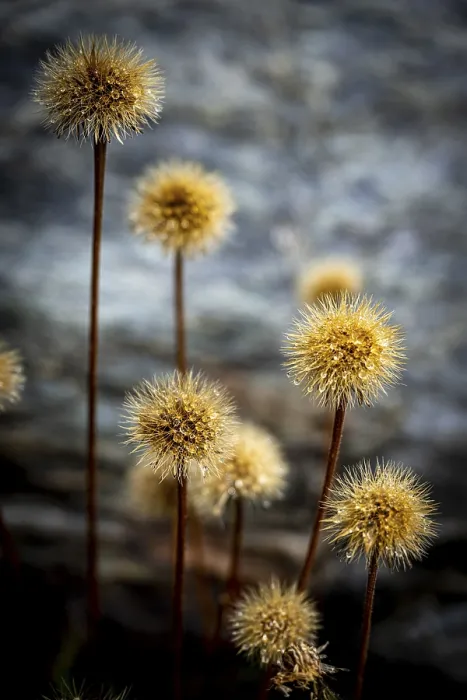 Framed Print : Withered mountain flower with dewdrops