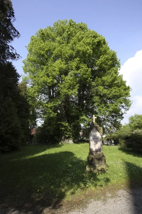Framed Print : Wittekind lime tree in Elbrinxen