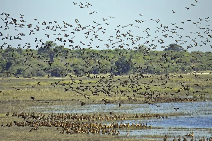 Framed Print : Witwenpfeifganse am Ufer des Chobe