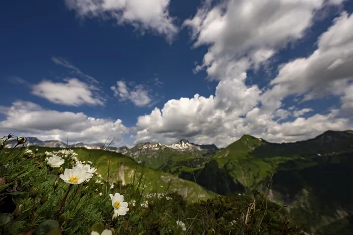 Framed Print : Woken sky with Lechtal summit and White dryad (Dryas octopetala) in the foreground