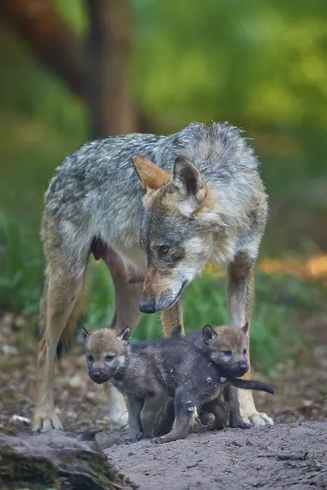 Framed Print : A wolf attentively observes two cubs
