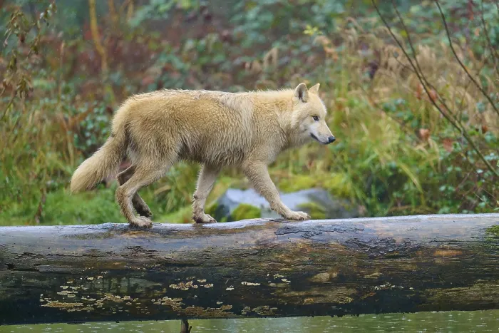 Framed Print : A wolf balancing on a wet tree trunk over water