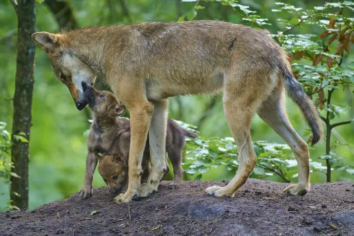 Framed Print : A wolf bends over to a puppy, shows affection Framed Print : A wolf bends over to a puppy, shows affection