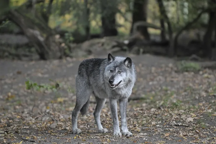Framed Print : Wolf (Canis lupus) Framed Print : Wolf (Canis lupus)