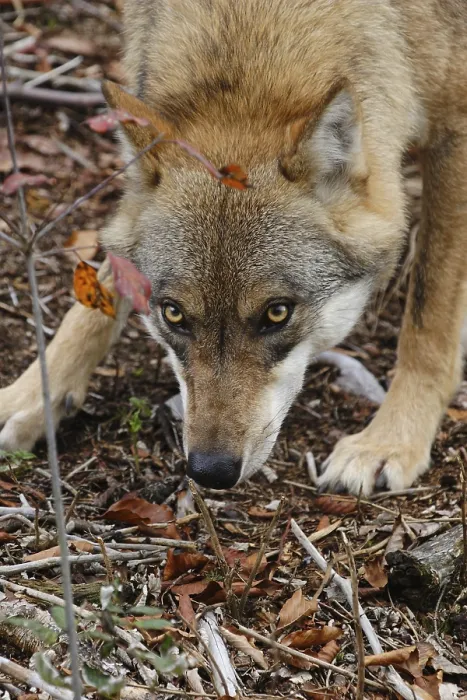 Framed Print : Wolf (Canis lupus) Framed Print : Wolf (Canis lupus)