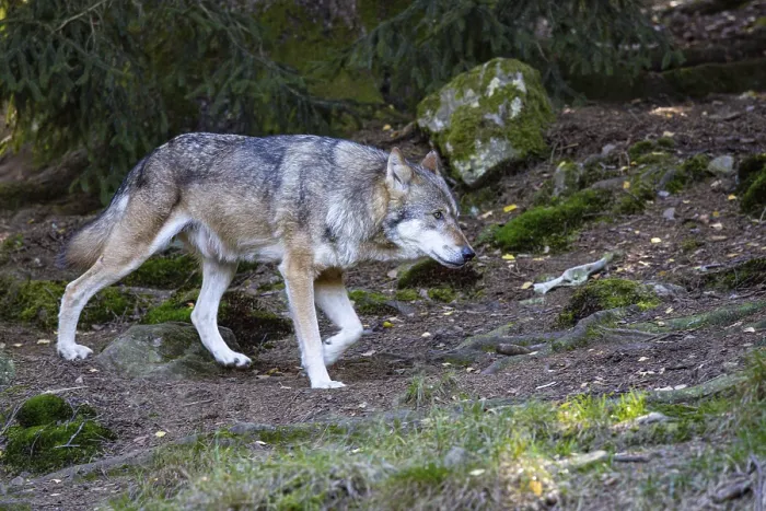 Framed Print : Wolf (Canis lupus) captive Germany