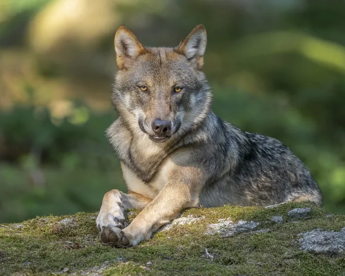Framed Print : Wolf (Canis lupus) lying on a moss-covered rock and looking attentively