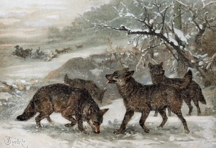 Framed Print : Wolf (Canis lupus), pack of wolves in the snow