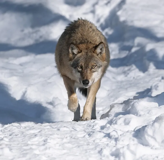 Framed Print : Wolf (Canis lupus) running through its territory in the snow