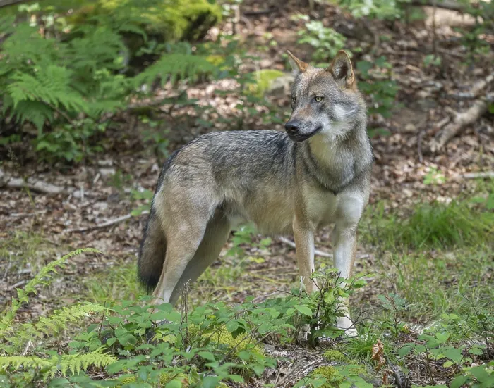 Framed Print : Wolf (Canis lupus) standing in a clearing in the forest and looking attentively Framed Print : Wolf (Canis lupus) standing in a clearing in the forest and looking attentively