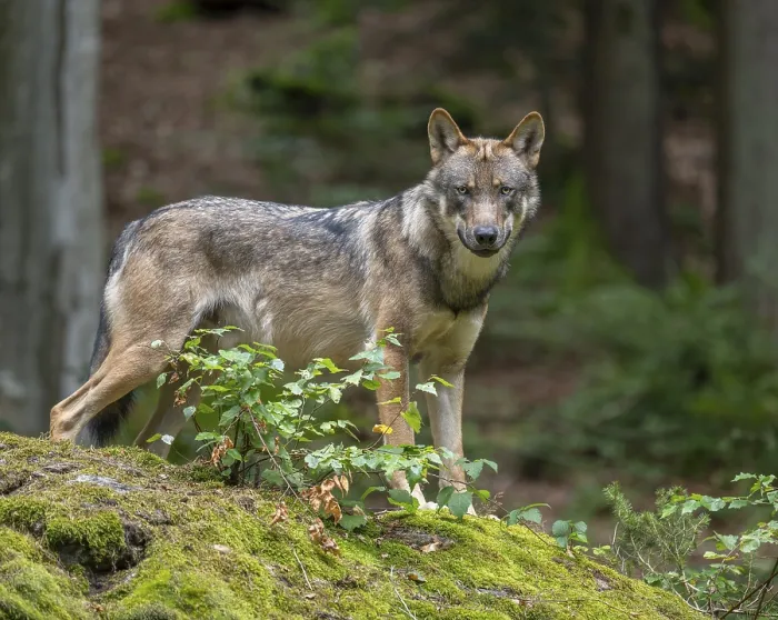 Framed Print : Wolf (Canis lupus) standing on a moss-covered rock and looking attentively