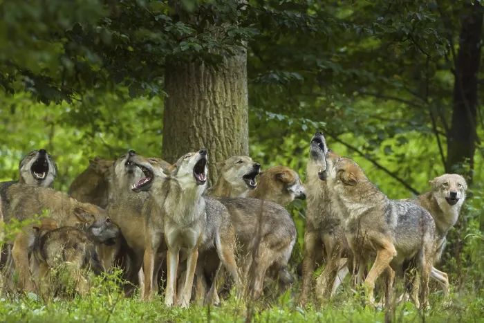 Framed Print : Wolf (Canis lupus), wolf pack standing and howling in a green forest area