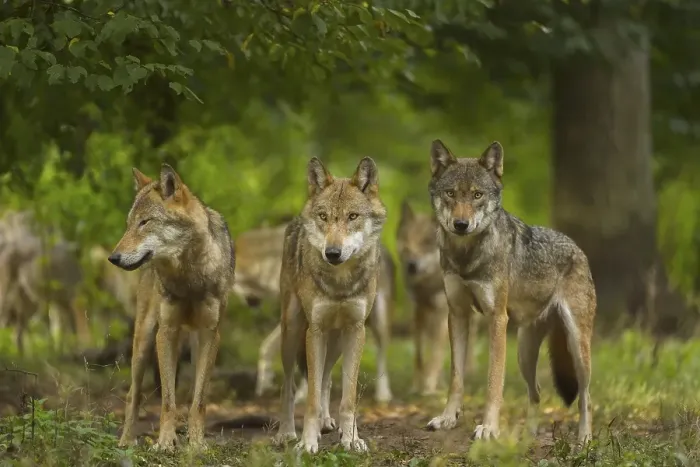 Framed Print : Wolf (Canis lupus), wolf pack standing on a meadow in forest Framed Print : Wolf (Canis lupus), wolf pack standing on a meadow in forest