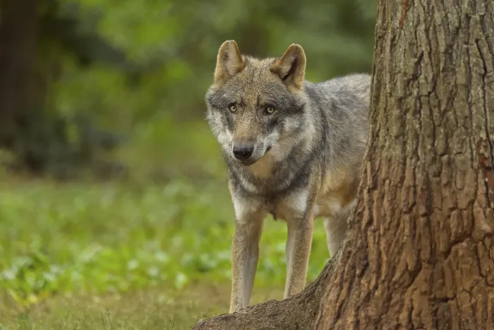 Framed Print : Wolf (Canis lupus), wolf peeking from behind a tree in a dense forest with lush greenery