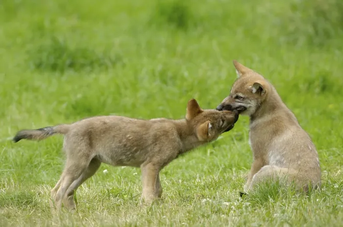Framed Print : Wolf cubs, Gray wolves (Canis lupus), cubs, young Framed Print : Wolf cubs, Gray wolves (Canis lupus), cubs, young