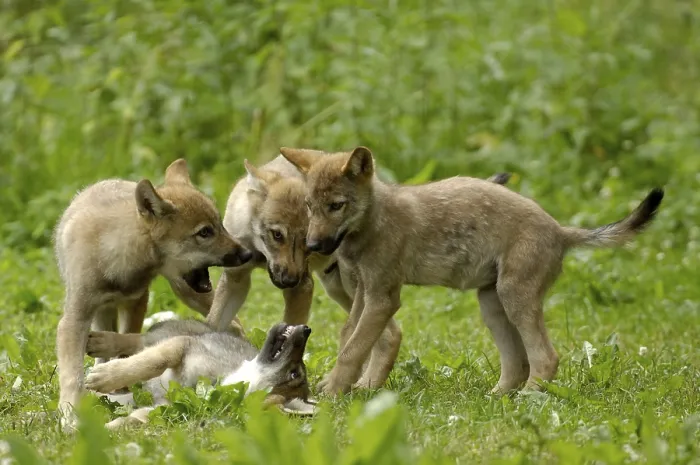Framed Print : Wolf cubs, wolves (Canis lupus)