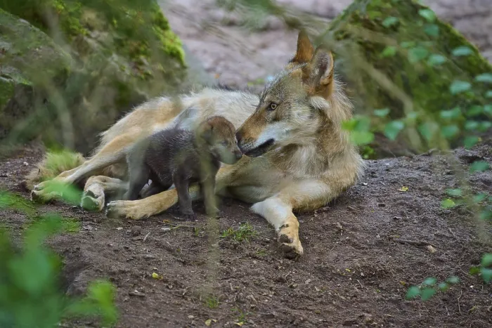Framed Print : A wolf gently interacts in the forest with its puppy