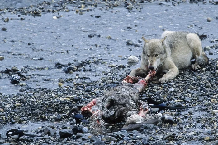 Framed Print : Wolf, intact packs rarely allow foreign wolves access (Mackenzie wolf) (Photo wolf mating at a caribou kill)