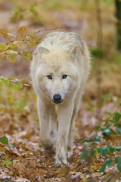 Framed Print : Wolf with intense gaze running through deciduous forest