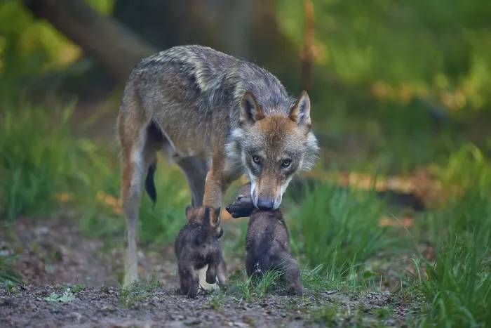 Framed Print : Wolf interacting attentively with its pups in the forest
