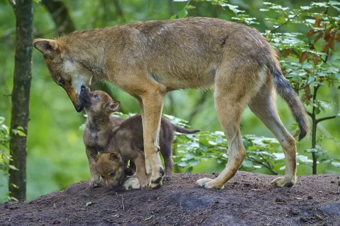 Framed Print : A wolf interacts lovingly with two puppies Framed Print : A wolf interacts lovingly with two puppies