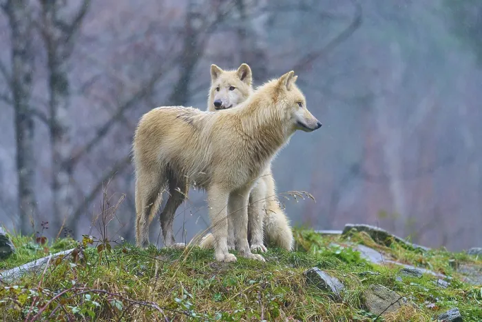 Framed Print : One wolf leaning against another in the rain in a misty autumn landscape full of soft sounds