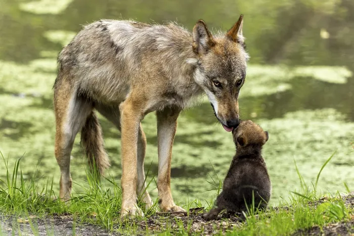 Framed Print : A wolf licks its pup while it is sitting near a body of water Framed Print : A wolf licks its pup while it is sitting near a body of water